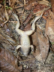 Leptodactylus wagneri