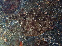 Lepidopsetta