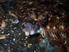 Lepidopsetta