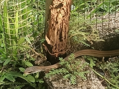 Mastigodryas alternatus