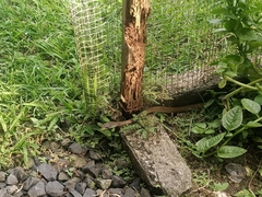 Mastigodryas alternatus