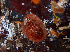 Tripoplax trifida