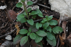 Scutellaria parvula