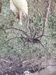 Corasoides australis