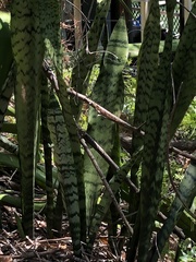 Sansevieria trifasciata