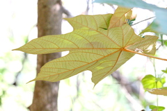Pterospermum heterophyllum