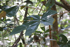 Pterospermum heterophyllum