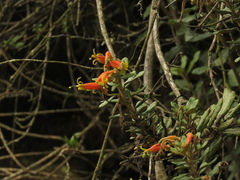 Siphocampylus columnae