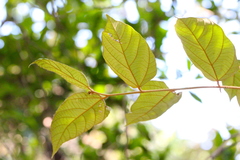 Pterospermum heterophyllum