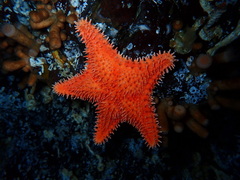 Hippasteria phrygiana