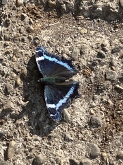 Kaniska canace nojaponicum