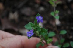 Scutellaria parvula