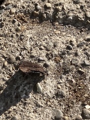 Kaniska canace nojaponicum