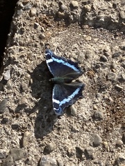 Kaniska canace nojaponicum