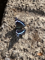 Kaniska canace nojaponicum