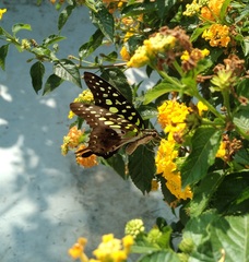 Graphium agamemnon