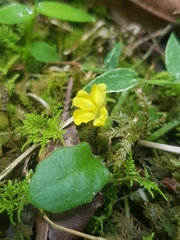 Goodenia fordiana