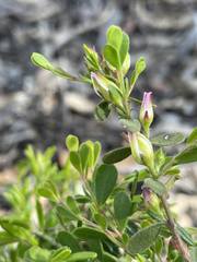 Boronia crenulata pubescens
