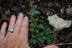 Scutellaria parvula