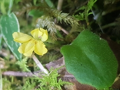 Goodenia fordiana