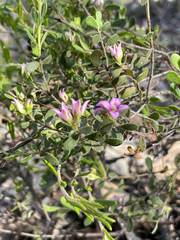 Boronia crenulata pubescens