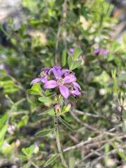 Boronia crenulata pubescens