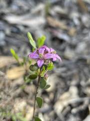 Boronia crenulata pubescens