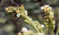 Varronia cylindrostachya