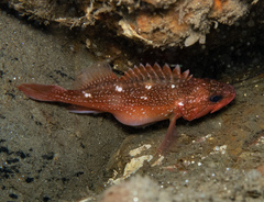 Sebastes constellatus