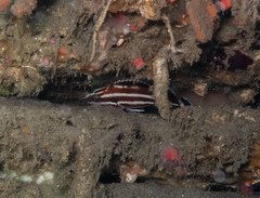 Sebastes ruberrimus