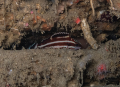 Sebastes ruberrimus