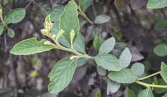 Varronia cylindrostachya