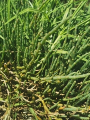 Salicornia quinqueflora