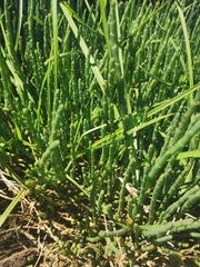 Salicornia quinqueflora