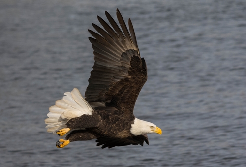 Bald Eagle photographed in Iowa