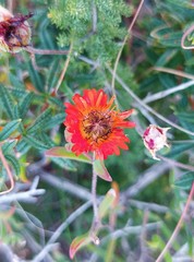 Drosanthemum lavisii