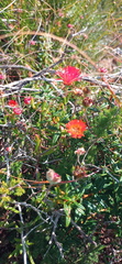 Drosanthemum lavisii