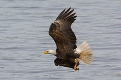 Haliaeetus leucocephalus