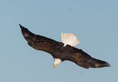 Haliaeetus leucocephalus