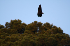 Pteropus poliocephalus
