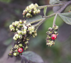 Varronia cylindrostachya