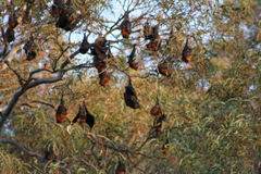Pteropus poliocephalus