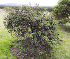 Varronia cylindrostachya