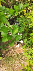 Stephanotis floribunda