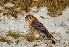 Falco sparverius
