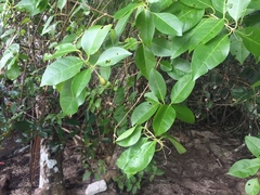 Xylocarpus