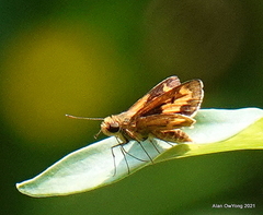 Oriens paragola