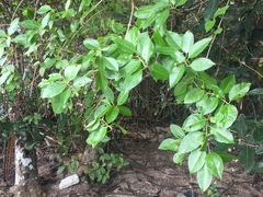 Xylocarpus