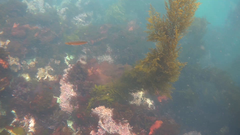 Halichoeres californicus