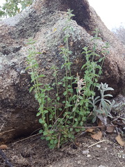 Hedeoma oblongifolia